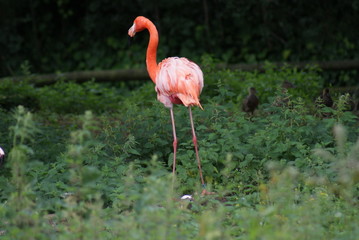 Caribbean Flamingo