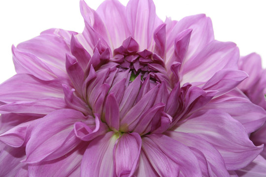 Dahlienbl&uuml;te