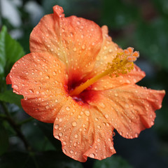 fleur d'hibiscus orange