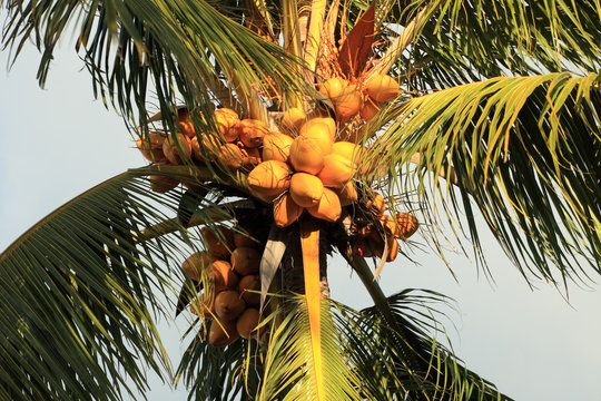 des cocos jaunes