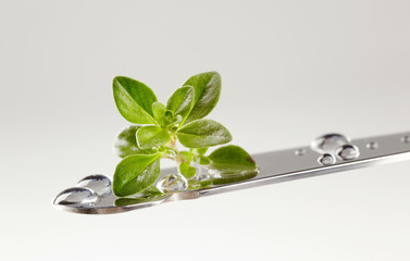 Thyme leaves on a knife
