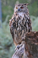 adult eagle owl