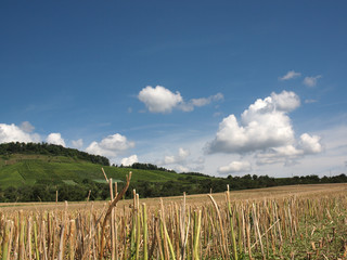 Stoppelfeld