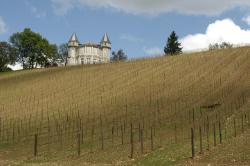 Jeune vigne