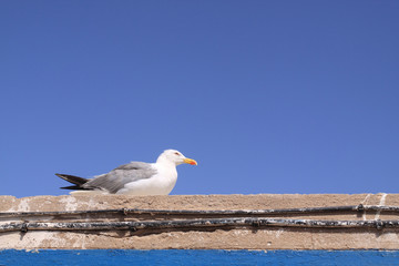 Mouette d'Essaouira