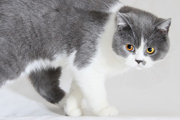 Ängstliches Kätzchen