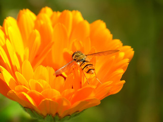 bee on flower