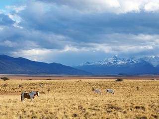 Patagonie argentine - obrazy, fototapety, plakaty