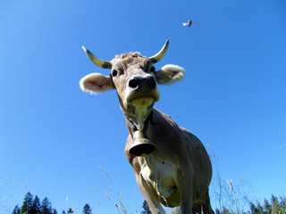 Allg&auml;&uuml;er K&uuml;he 5