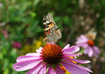 Macro papillon 1