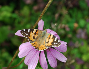 Macro papillon 5