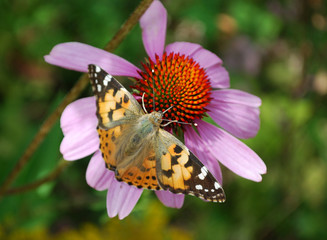 Macro papillon 3