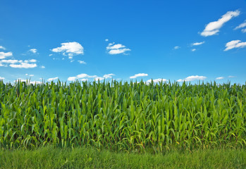 corn field