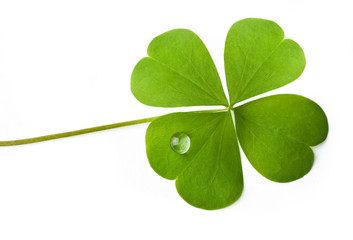 shamrock