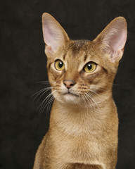 Usual Abyssinian cat