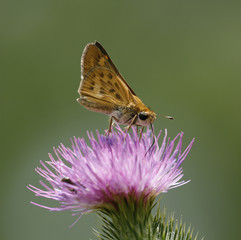 Moth on thistle