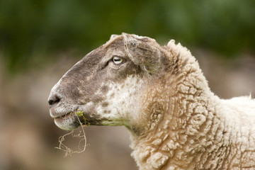 mouton © JMP de Nieuwburgh