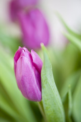 Tulpen