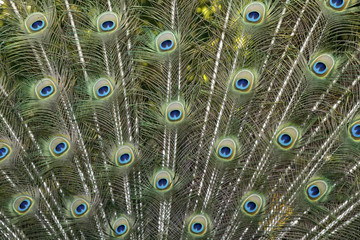 Obraz premium Male peacock 1