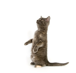 Gray kitten begging