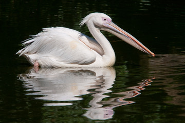 Pelican