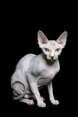 Sphynx cat