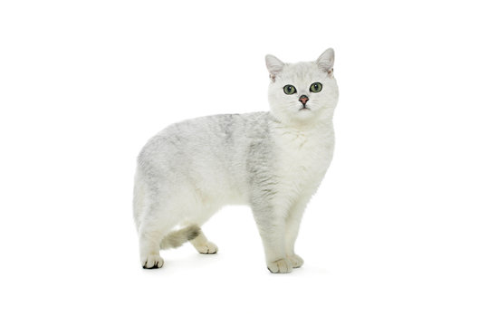 British Shorthair tippie