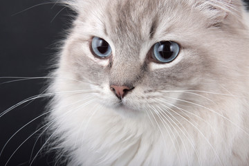 Birman Cat close-up