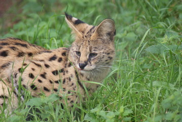 Serval