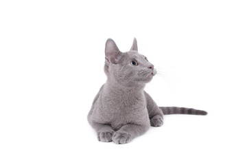 Russian Blue Cat