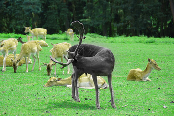 Obraz premium Rehe / Hirsch