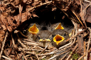 Full House