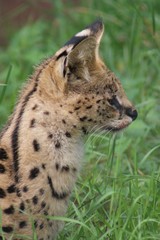 Serval