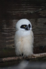 Spectacled Owl Chick