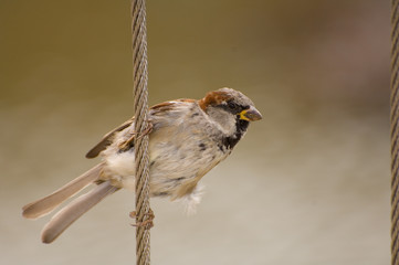 Sparrow on wire