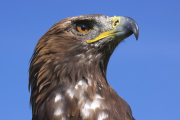 steppenadler