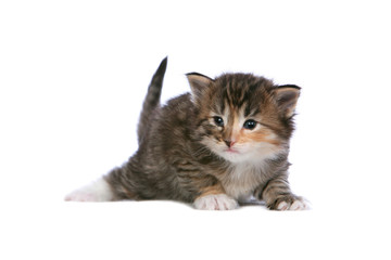 Fototapeta premium Norwegian Forrest Cat kitten