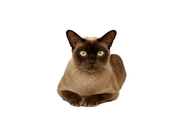 Chocolate Burmese cat