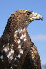 steppenadler