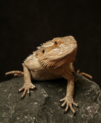 Bearded Dragon Lizard