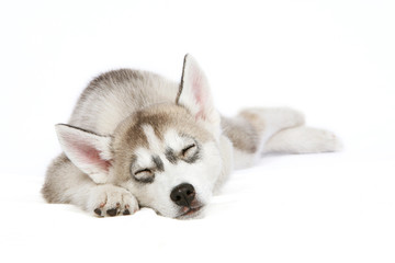 Sleeping Husky puppy © Krissi Lundgren