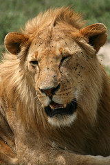 Fototapeta na wymiar Male Lion - Serengeti Safari, Tanzania, Africa
