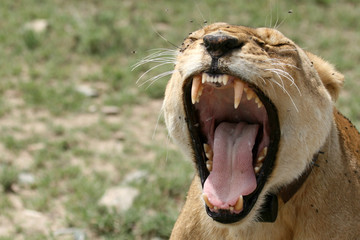 Female Lion - Serengeti Safari, Tanzania, Africa