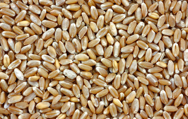 Organic hard red winter wheat