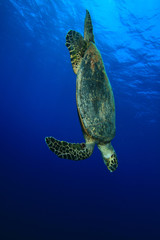 Obraz premium Hawksbill Turtle dives into the sea