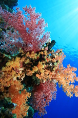 Fototapeta na wymiar Kolorowe Miękki Koral w Morzu Czerwonym