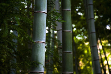 Fototapeta premium 竹林