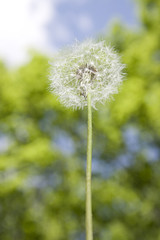 Dandelion on bright forest background.