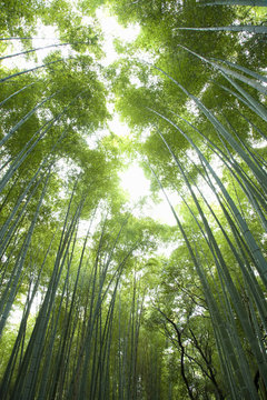 1 385 Best 竹藪 Images Stock Photos Vectors Adobe Stock 1 385 Best 竹藪 Images Stock Photos Vectors Adobe Stock
