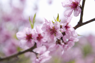 Fototapeta premium 桃の花